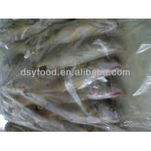 Mexico Yellow Croaker Fish Price
